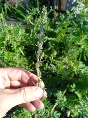 Artemisia armeniaca