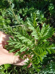 Artemisia armeniaca