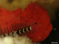Antennatus tuberosus