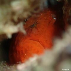 Antennatus tuberosus