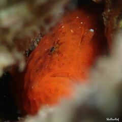 Antennatus tuberosus