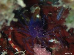 Stenopus tenuirostris