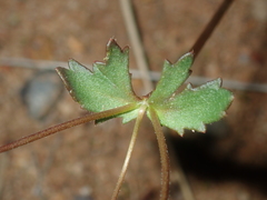 Goodenia cycnopotamica