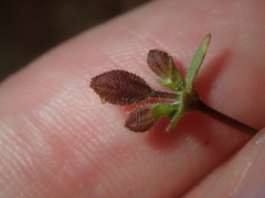 Goodenia cycnopotamica