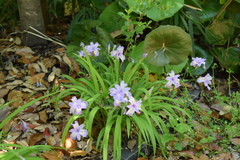 Iris gracilipes