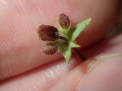 Goodenia cycnopotamica