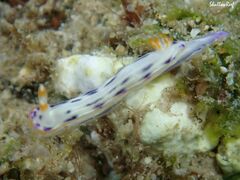 Hypselodoris bertschi