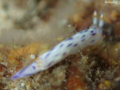 Hypselodoris bertschi