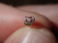 Goodenia cycnopotamica