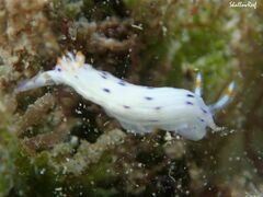 Hypselodoris bertschi