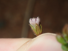 Goodenia cycnopotamica