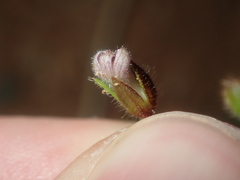 Goodenia cycnopotamica