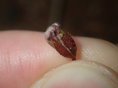 Goodenia cycnopotamica