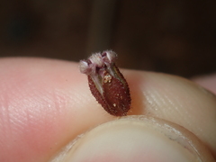 Goodenia cycnopotamica