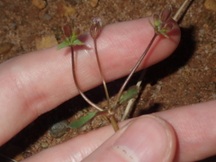 Goodenia cycnopotamica