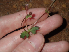 Goodenia cycnopotamica