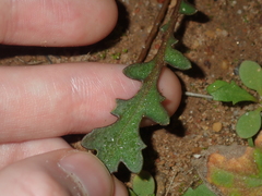 Goodenia cycnopotamica
