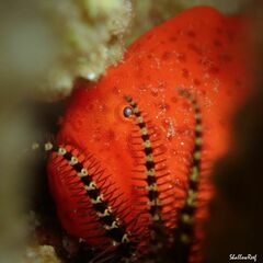 Antennatus tuberosus