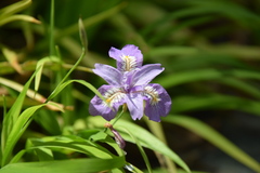 Iris gracilipes