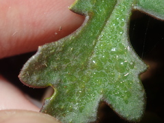 Goodenia cycnopotamica