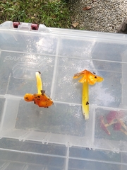 Hygrocybe acutoconica microspora