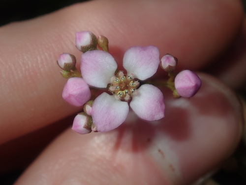 Image of Boronia cymosa by (c) Thomas Mesaglio, some rights reserved (CC BY)
