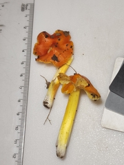 Hygrocybe acutoconica microspora