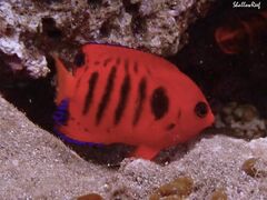 Centropyge loriculus