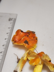 Hygrocybe acutoconica microspora