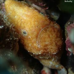 Antennatus tuberosus