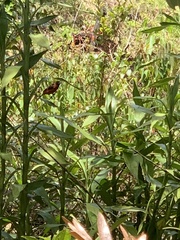 Ramphocelus dimidiatus