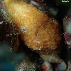 Antennatus tuberosus