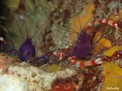 Stenopus tenuirostris