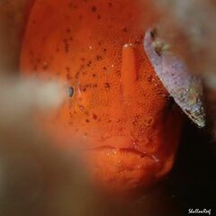 Antennatus tuberosus