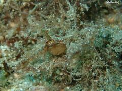 Lambrachaeus ramifer