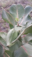 Asclepias latifolia