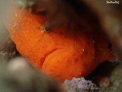 Antennatus tuberosus