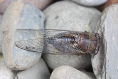 Megatibicen resonans