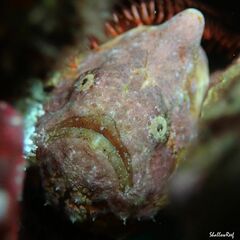 Antennatus tuberosus