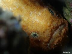 Antennatus tuberosus