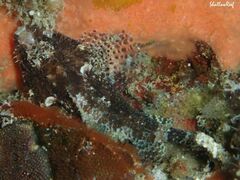 Scorpaenodes kelloggi