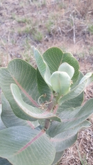 Asclepias latifolia