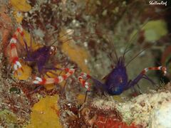 Stenopus tenuirostris