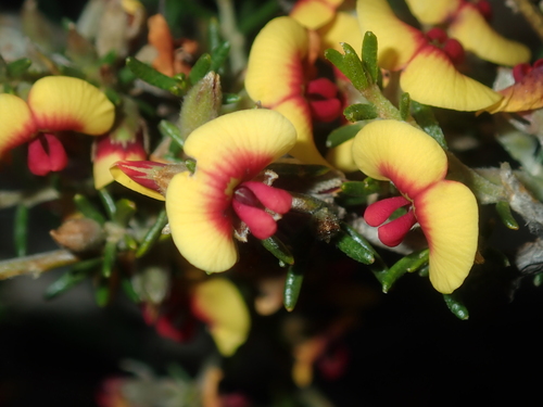 Image of Thorny Mirbelia (Mirbelia spinosa) by (c) Thomas Mesaglio, some rights reserved (CC BY)