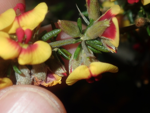 Image of Thorny Mirbelia (Mirbelia spinosa) by (c) Thomas Mesaglio, some rights reserved (CC BY)
