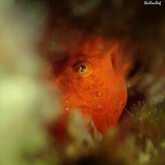 Antennatus tuberosus