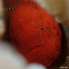 Antennatus tuberosus