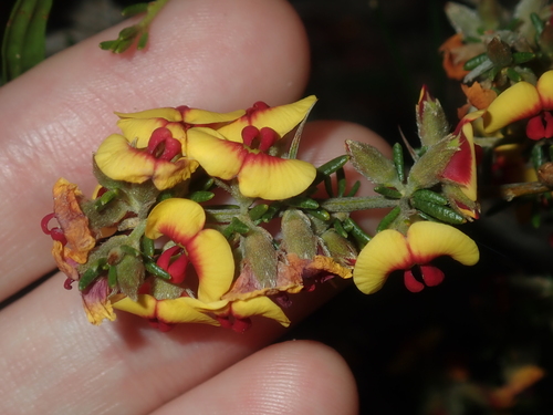 Image of Thorny Mirbelia (Mirbelia spinosa) by (c) Thomas Mesaglio, some rights reserved (CC BY)