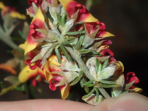 Image of Mirbelia spinosa by (c) Thomas Mesaglio, some rights reserved (CC BY)