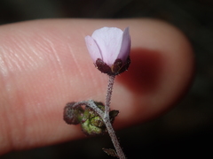Diplopeltis huegelii